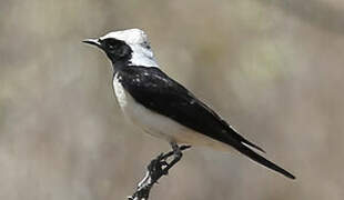 Pied Wheatear