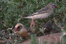 Red-billed Quelea