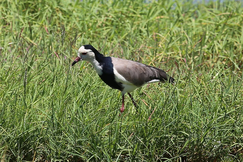 Vanneau à ailes blanches