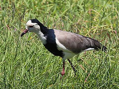 Long-toed Lapwing