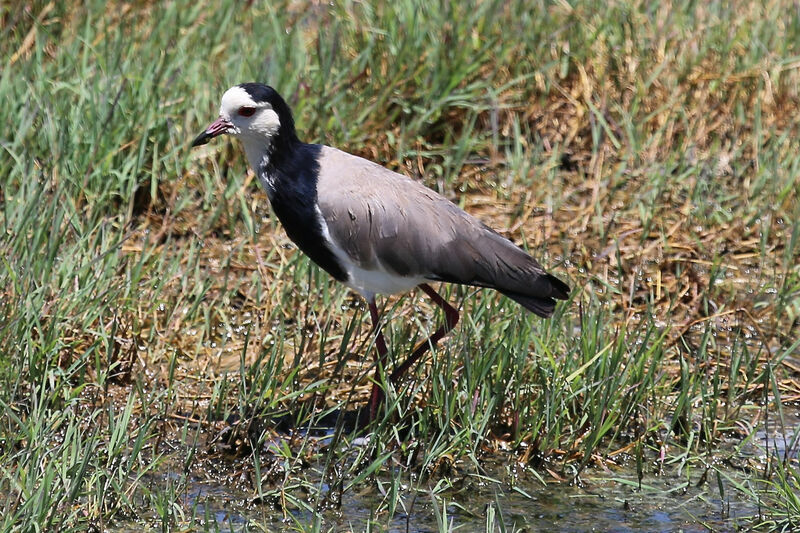 Long-toed Lapwing