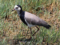 Long-toed Lapwing