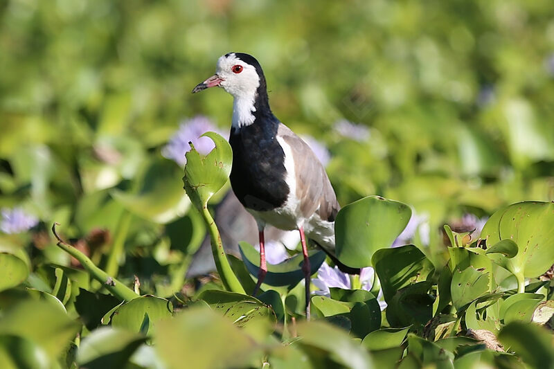 Vanneau à ailes blanches