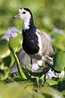 Vanneau à ailes blanches