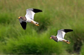 Grey-headed Lapwing