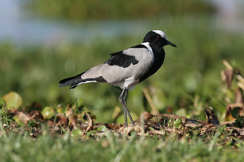 Blacksmith Lapwing