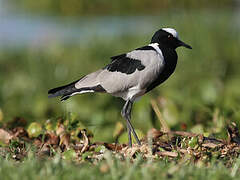 Blacksmith Lapwing