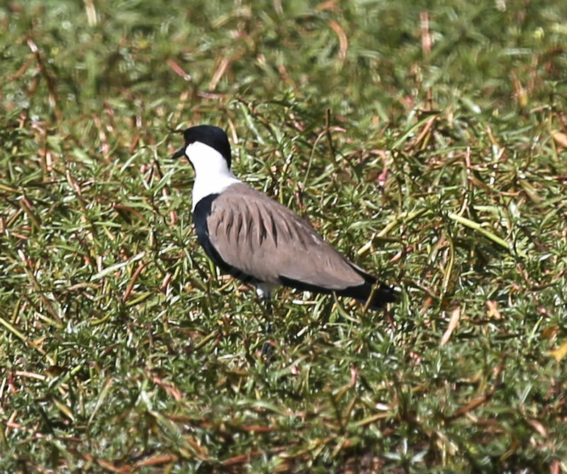 Spur-winged Lapwing