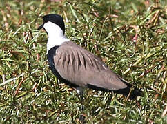 Spur-winged Lapwing