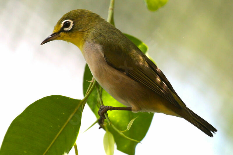 Warbling White-eye