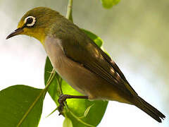 Warbling White-eye