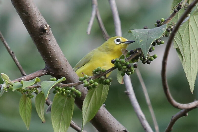 Zostérops jaune