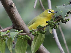 Northern Yellow White-eye