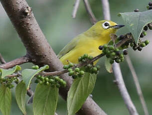 Zostérops jaune