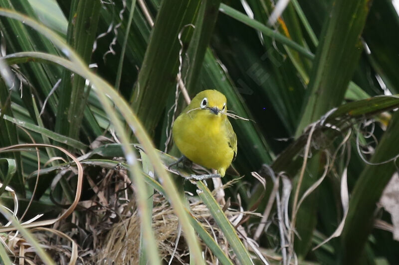 Northern Yellow White-eye