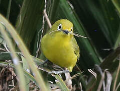 Northern Yellow White-eye