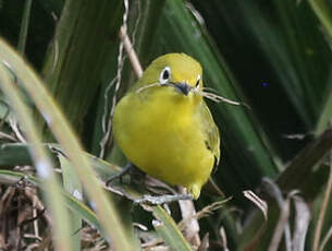 Zostérops jaune