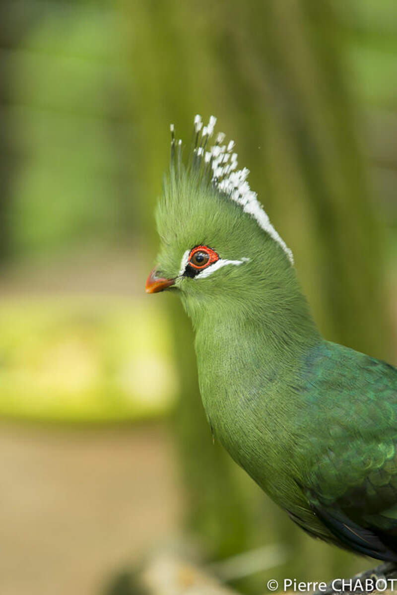 Livingstone's Turaco - Tauraco livingstonii - pich139201