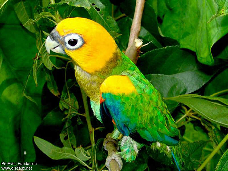 Saffron-headed Parrot - Pyrilia pyrilia adult - prfu38330