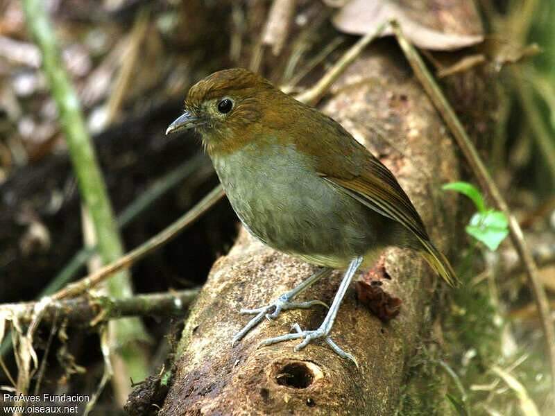 Amazonina platystylata