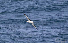 Albatros de l'océan indien