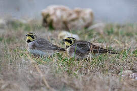 Horned Lark