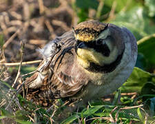 Horned Lark