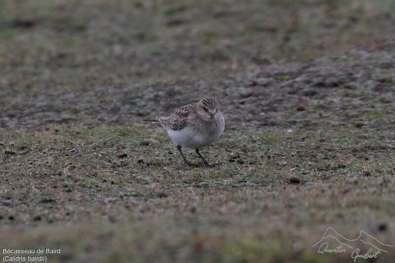 Baird's Sandpiper