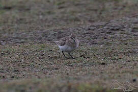 Baird's Sandpiper