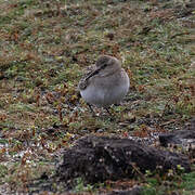 Baird's Sandpiper