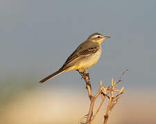 Citrine Wagtail