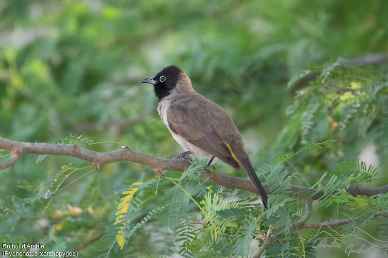 White-spectacled Bulbul