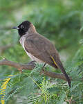 Bulbul d'Arabie