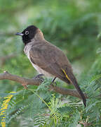 Bulbul d'Arabie