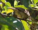 Bulbul verdâtre