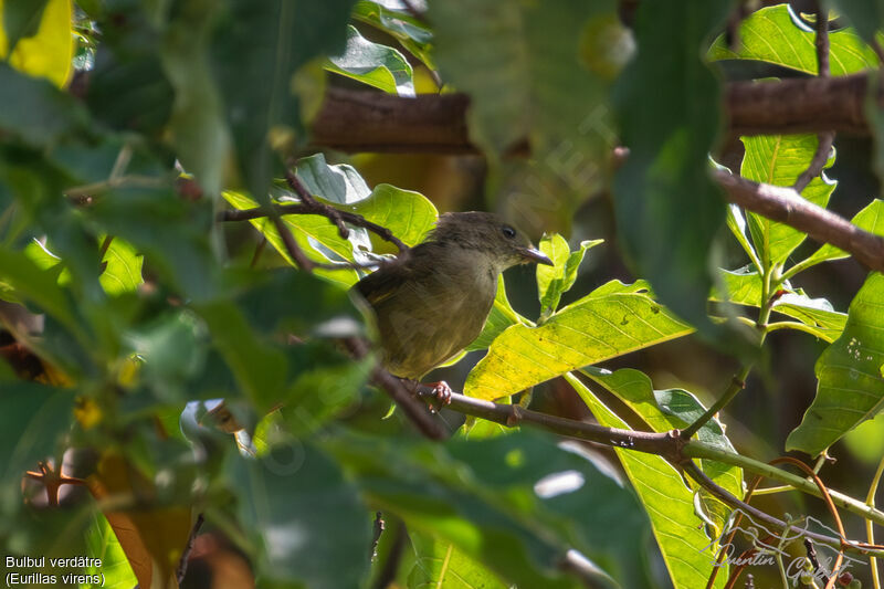 Bulbul verdâtre