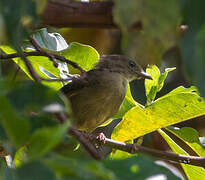 Little Greenbul