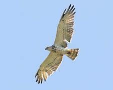 Short-toed Snake Eagle