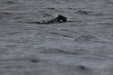 Cormoran des Kerguelen