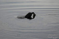 Cormoran des Kerguelen