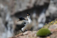 Cormoran des Kerguelen