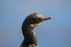 Cormoran des Kerguelen