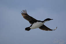 Cormoran des Kerguelen