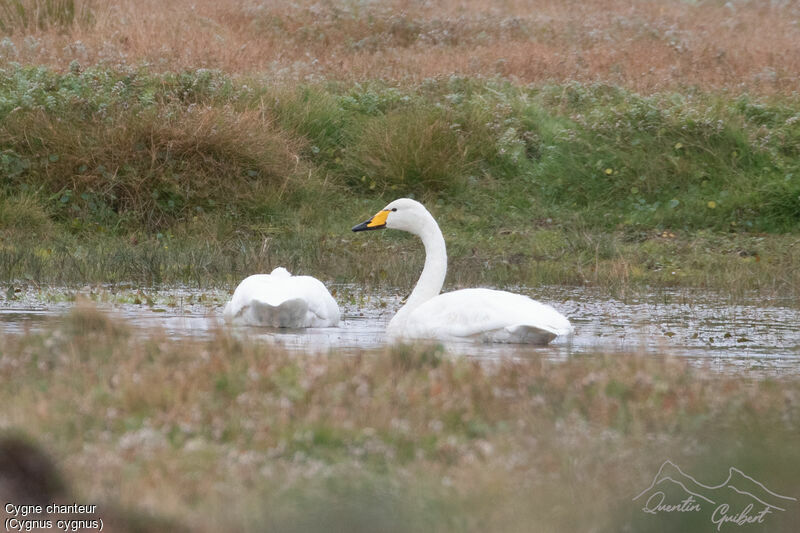 Whooper Swan