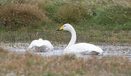 Cygne chanteur