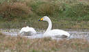 Cygne chanteur