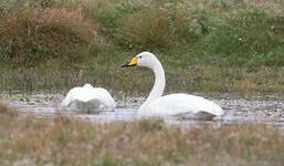 Cygne chanteur