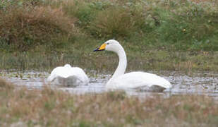 Whooper Swan