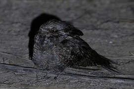 European Nightjar