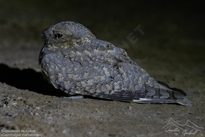 Sykes's Nightjar